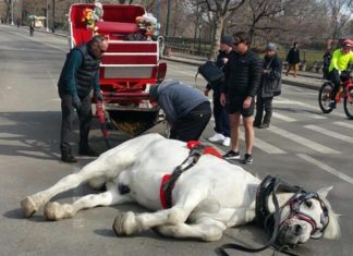 Prag hayvan hakları ve kaliteli turizm vurgusuyla atlı faytonları yasaklıyor