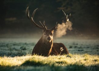 Bolu’daki kızıl geyiklerin yaşam hakkı için duruşmaya