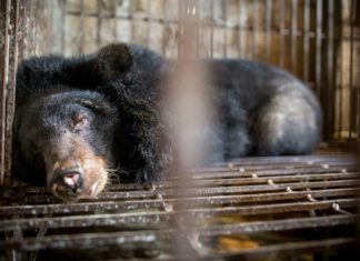 Güney Kore “ayı safrası” işkencesine son vereceğini duyurdu