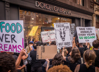 Dolce & Gabbana kürk ve angora kullanımına son veriyor