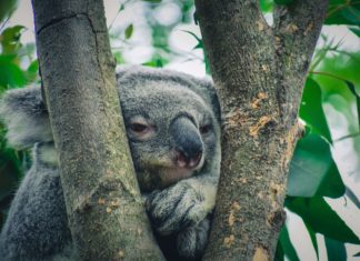 Koalaların nesli Doğu Avustralya’da resmen “tehlike altında”