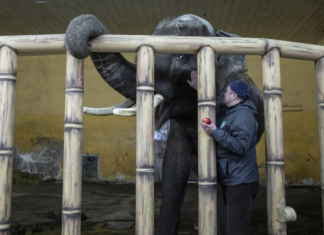 Rusya’nın saldırıları Kiev ve Kharkiv hayvanat bahçelerindeki tutsak hayvanları da tehdit ediyor