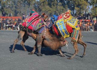 Didim Vegfest 2022 ve Didim deve güreşleri hakkında