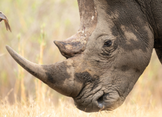 Dayanışma yaşatır: Gergedan ve kuşun ortakyaşamı