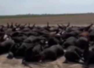 Aşırı sıcaklar sebebiyle 2 bin sığır hayatını kaybetti