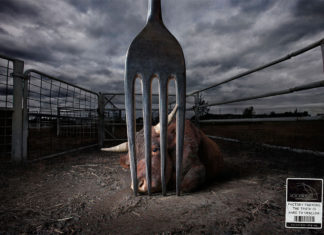 Hollanda’nın Haarlem şehrinde “et” reklamları yasaklanıyor