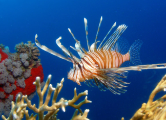 İklim Göçü Akdeniz’de Başladı