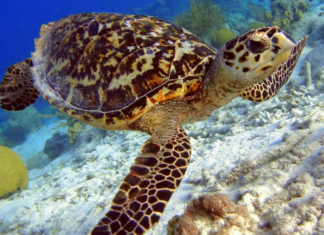 Nesli Tükenme Tehlikesi Altında Olan 15 Deniz Canlısı