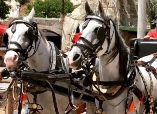 Emeği Sömürülen Hayvanlar