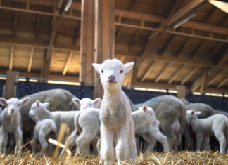 Kurban, Hayvan Kesim Bayramı Değil Yoksullar İle Dayanışma Bayramıdır