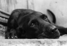 Şiddetin Kökleri: Hayvan İstismarı Psikopatolojinin Bir İşareti mi?