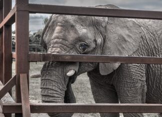 Esaret Altında Tutulmak Beyin Hasarına Yol Açıyor: Hayvanat Bahçeleri ve Yunus Parklarındaki Hayvanlar