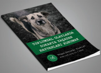 Hayvanlar İçin Yeni Rehber: Toplumsal Olaylarda Sokakta Yaşayan Hayvanları Korumak