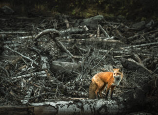 Cimer Üzerinden Soruyoruz: Yangınlarda Yaban Hayatının Ne Kadarını Kaybettik?