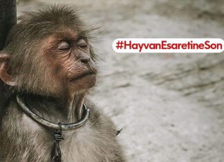 Hayvanat Bahçelerinden Başlayarak Hayvan Esaretine Son Vermek İçin Mücadeleye Çağırıyoruz! #HayvanEsaretineSon