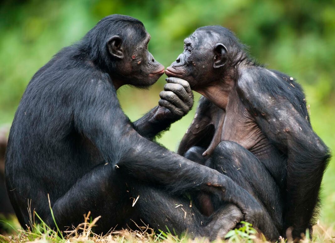 Bonobo kiss, yani bonobo öpücüğü sosyal çatışmaları çözmek ve güven tazelemek için önemli bir davranış.