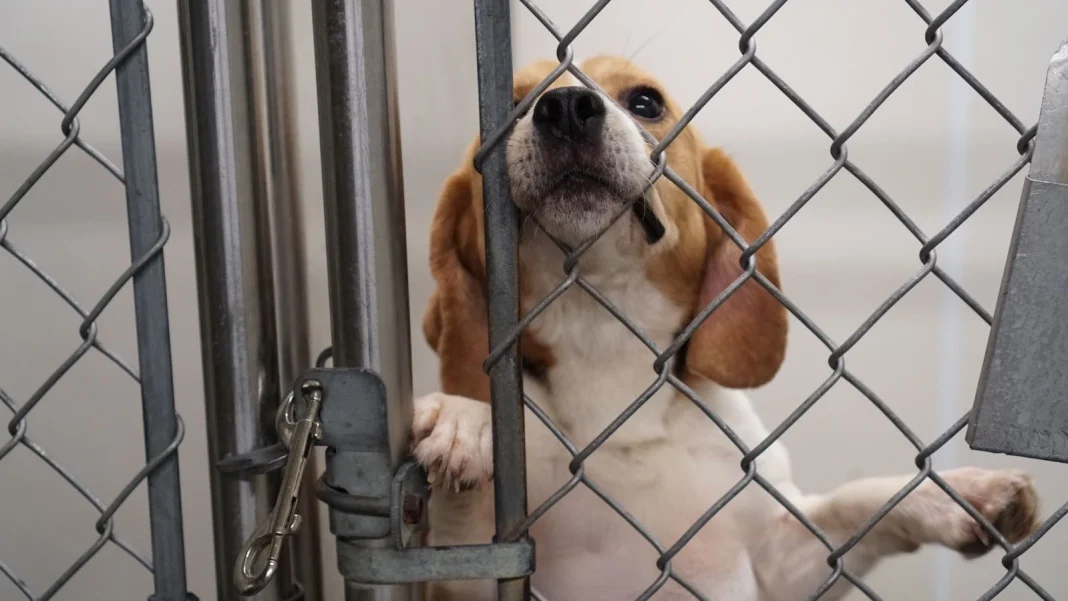 Hayvan deneylerinde en fazla sömürü ve işkenceye maruz bırakılan hayvanlardan biri beagle ırkı köpekler.