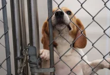 Ridglan Farms deneyler için ürettiği beagle köpekleri hayvan örgütlerine veriyor Hayvan deneylerinde en fazla sömürü ve işkenceye maruz bırakılan hayvanlardan biri beagle ırkı köpekler.