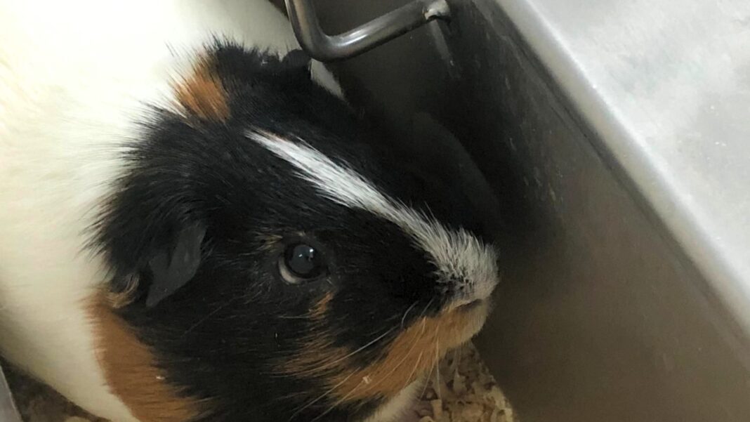 Türkiye'de bir "deney hayvanı" üretim merkezinden gizli çekimler