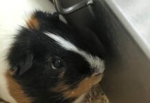 Türkiye’de bir “deney hayvanı” üretim merkezi Türkiye'de bir "deney hayvanı" üretim merkezinden gizli çekimler