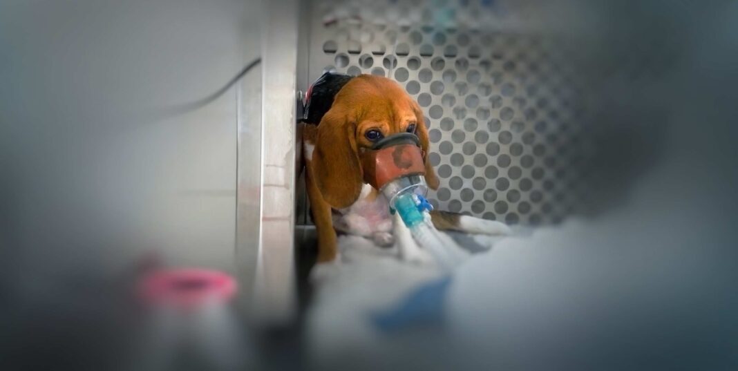 Hayvan deneylerinde, özellikle toksisite testlerinde en yaygın kullanılan hayvanlardan biri olan beagle türü köpekler
