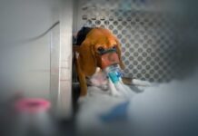 Hayvan deneylerinde yeni dehşet: Birleşik Krallık’ta toksisite testleri Hayvan deneylerinde, özellikle toksisite testlerinde en yaygın kullanılan hayvanlardan biri olan beagle türü köpekler