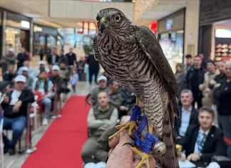 Atmacacılık “sezonu” açılış toplantısından çarpıcı açıklamalar Atmacacılık pratiğinin temelini oluşturan süreçler, hayvan hakları ve doğa koruma etiği açısından ciddi soru işaretleri barındırıyor. Bunlardan bazılarını paylaşıyoruz. Fotoğraf: İHA