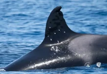 Nadir görülen “büyükanne” orka kurşun izleriyle görüntülendi Nadir görülen "büyükanne" orka, yüzgecinde kurşun izleriyle görüldü. İspanya soruşturma başlattı.