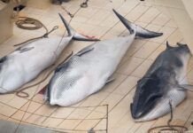 Balina avcılığı karşısında Türkiye IWC’de hayır oyu kullanmalı Balina avcılığı halen Japonya başta olmak üzere Norveç ve İzlanda gibi ülkeler tarafından sürdürülüyor.