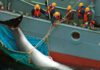 Whale “meating” ahead of IWC70: Türkiye must vote ‘No’ to whaling