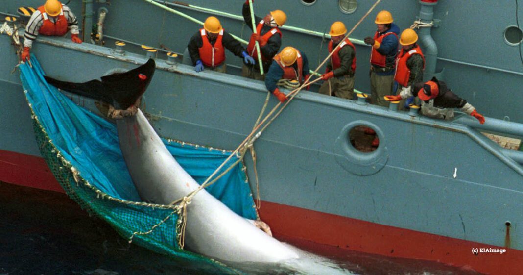 minke-whale-japan_eia