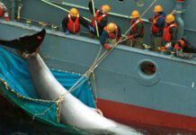 Whale “meating” ahead of IWC70: Türkiye must vote ‘No’ to whaling