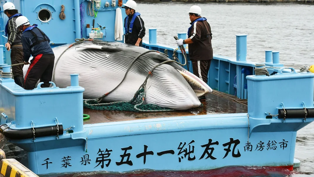 Japonya, ticari balina avcılığını sürdürebilmek için IWC üyeliğinden ayrılmıştı. Fotoğrafta, balıkçı filoları tarafından öldürülmüş bir mink balinası yer alıyor.