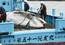 IWC70: Balina avcılığı tasarısı geri çekilirken Türkiye iki koruma kararında çekimser kaldı Japonya, ticari balina avcılığını sürdürebilmek için IWC üyeliğinden ayrılmıştı. Fotoğrafta, balıkçı filoları tarafından öldürülmüş bir mink balinası yer alıyor.