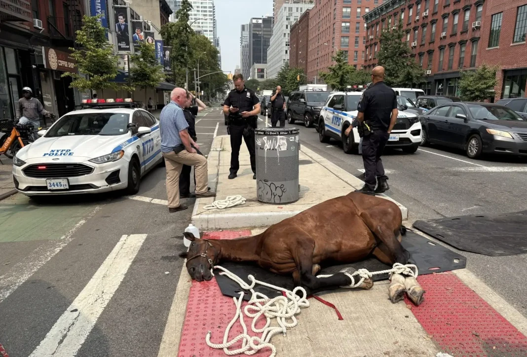 new york_atlı fayton_yasaklandı_TVD haber New York'ta beklenen tarihi karar: Belediye Meclisi, atlı fayton uygulamalarını yasaklayan kararı geçirdi.